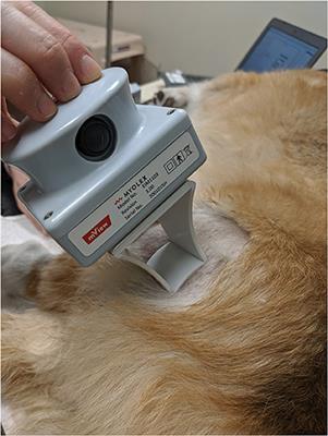 Electrical Impedance Myography in Dogs With Degenerative Myelopathy